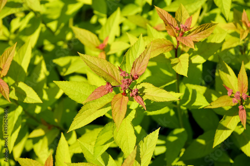Inflorescence of ornamental shrubs Spiraea japonica 
