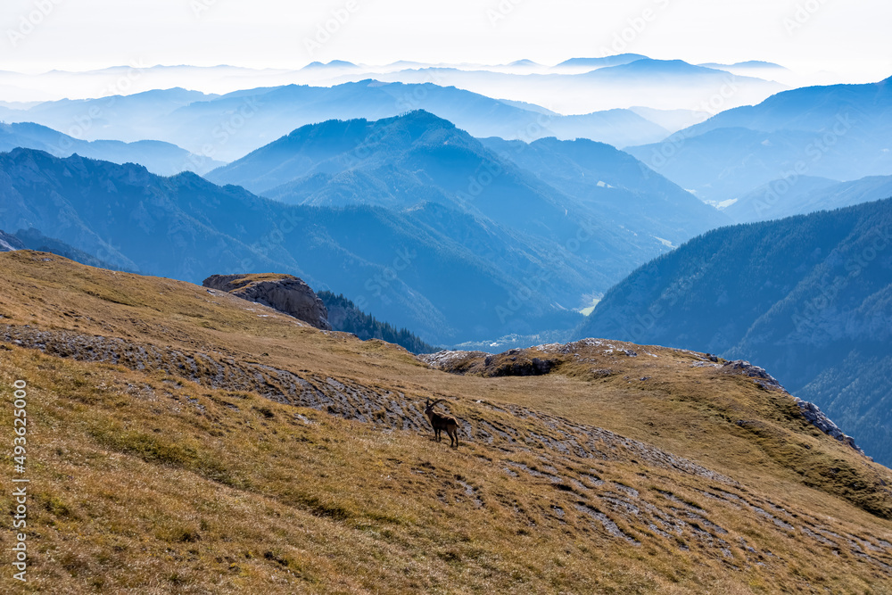 Mountain goat on an alpine meadow in the Hochschwab region in Styria, Austria. Alps in Europe. Wildlife and wilderness. Natural habitat of wild animals. Misty valley and soft hills. Concept freedom Mountain goat on an alpine meadow in the Hochschwab region in Styria, Austria. Alps in Europe. Wildlife and wilderness. Natural habitat of wild animals. Misty valley and soft hills. Concept freedom