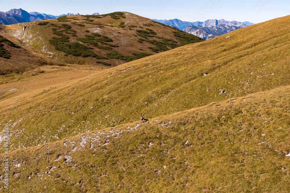 Fototapeta premium Mountain goat on an alpine meadow in the Hochschwab region in Styria, Austria. Alps in Europe. Wildlife and wilderness. Natural habitat of wild animals. Misty valley and soft hills. Concept freedom