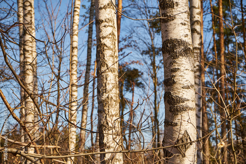 Fototapeta Naklejka Na Ścianę i Meble -  brzozy na tle bezchmurnego nieba 
