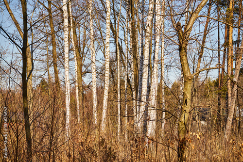 Fototapeta Naklejka Na Ścianę i Meble -  brzozy na tle bezchmurnego nieba 
