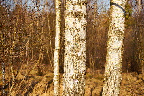 Fototapeta Naklejka Na Ścianę i Meble -  brzozy 