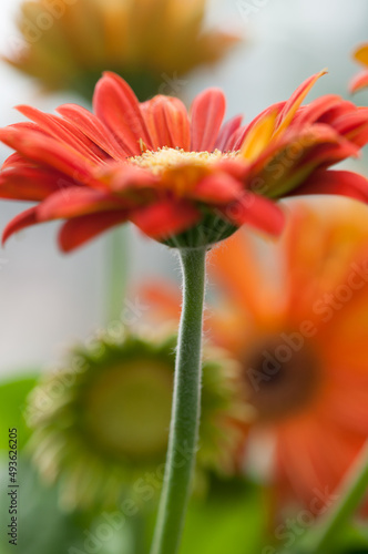 orange gerbera flowers