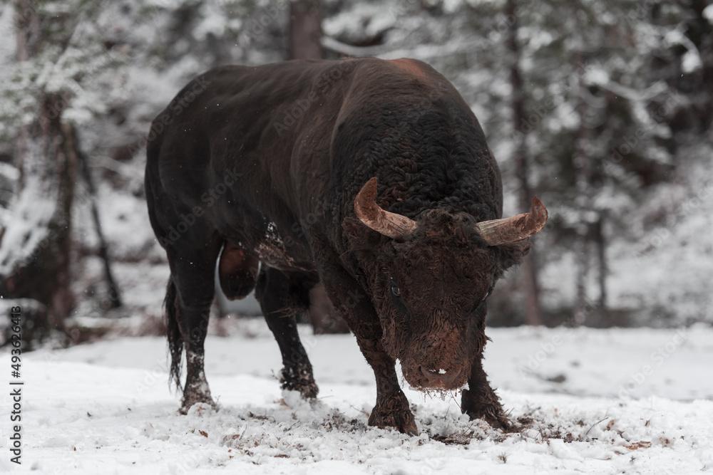 A big black bull in the snow training to fight in the arena. Bullfighting concept. Selective focus A big black bull in the snow training to fight in the arena. Bullfighting concept. Selective focus