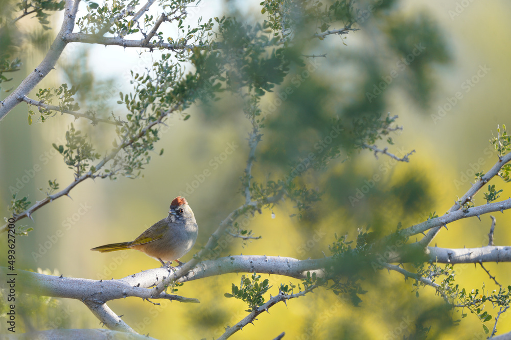 Obraz premium Green-tailed Towhee posing