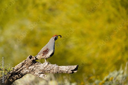 Gambel's Quail posing in the sunshine