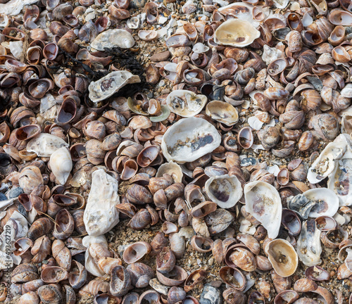 seashells on the beach