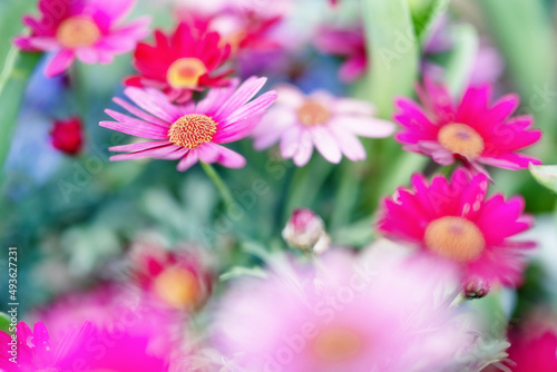 Wallpaper Mural 咲き乱れるガーベラたち Torontodigital.ca