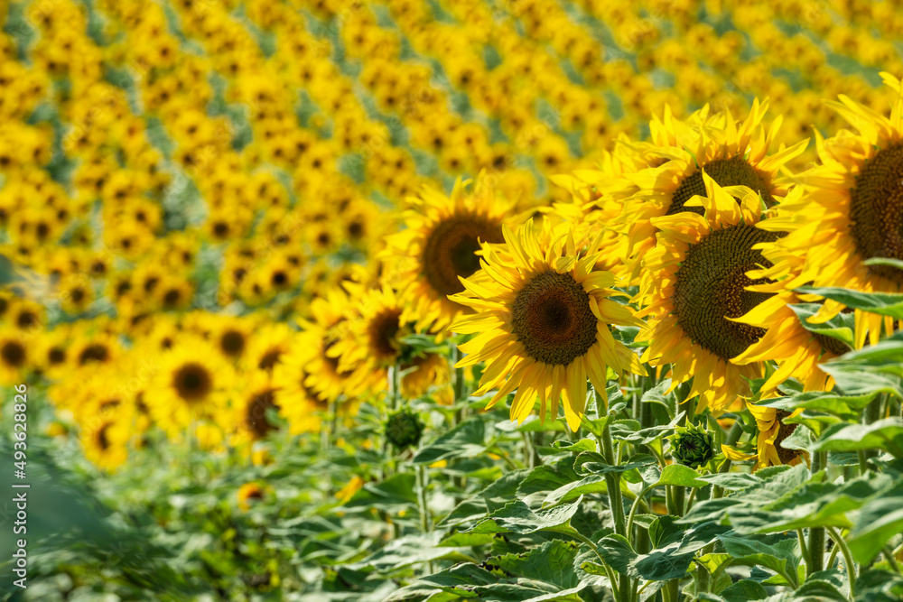 Fototapeta premium Endless sunflower field in Ukraine.