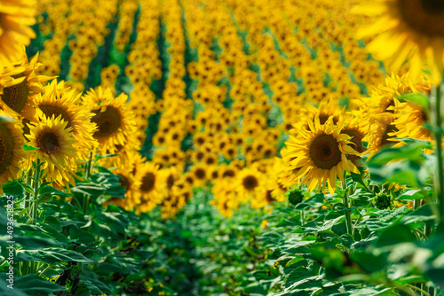 Endless rows of blooming sunflowers on the ukrainian fields.