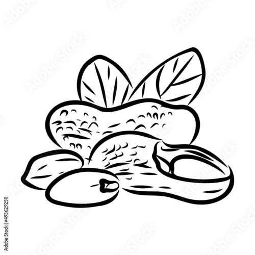 Peanut nut seed vector. Isolated on white background. Peanut butter food ingredient. Engraved hand drawn peanut illustration in retro vintage style. Organic Food, cosmetics, treatment component
