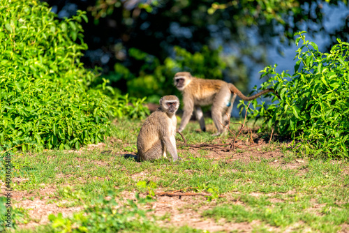 Sticker two monkeys watching and waiting, Chobe National Park Botswana