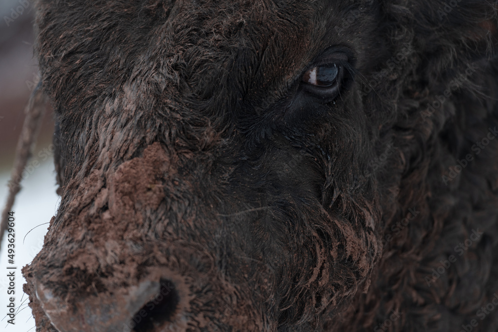 Close-up image of the Big Black Bull in the snow training to fight in the arena. The concept of bullfighting. Selective focus Close-up image of the Big Black Bull in the snow training to fight in the arena. The concept of bullfighting. Selective focus