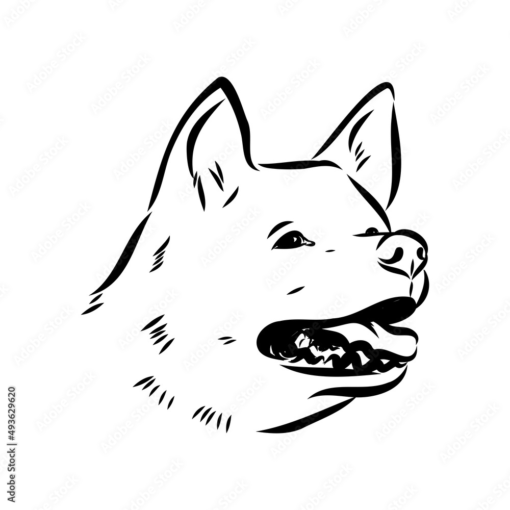 Akita dog face - isolated vector illustration akita inu dog vector Akita dog face - isolated vector illustration akita inu dog vector
