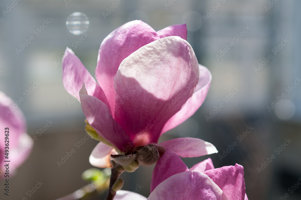 saucer shaped Magnolia flower up close