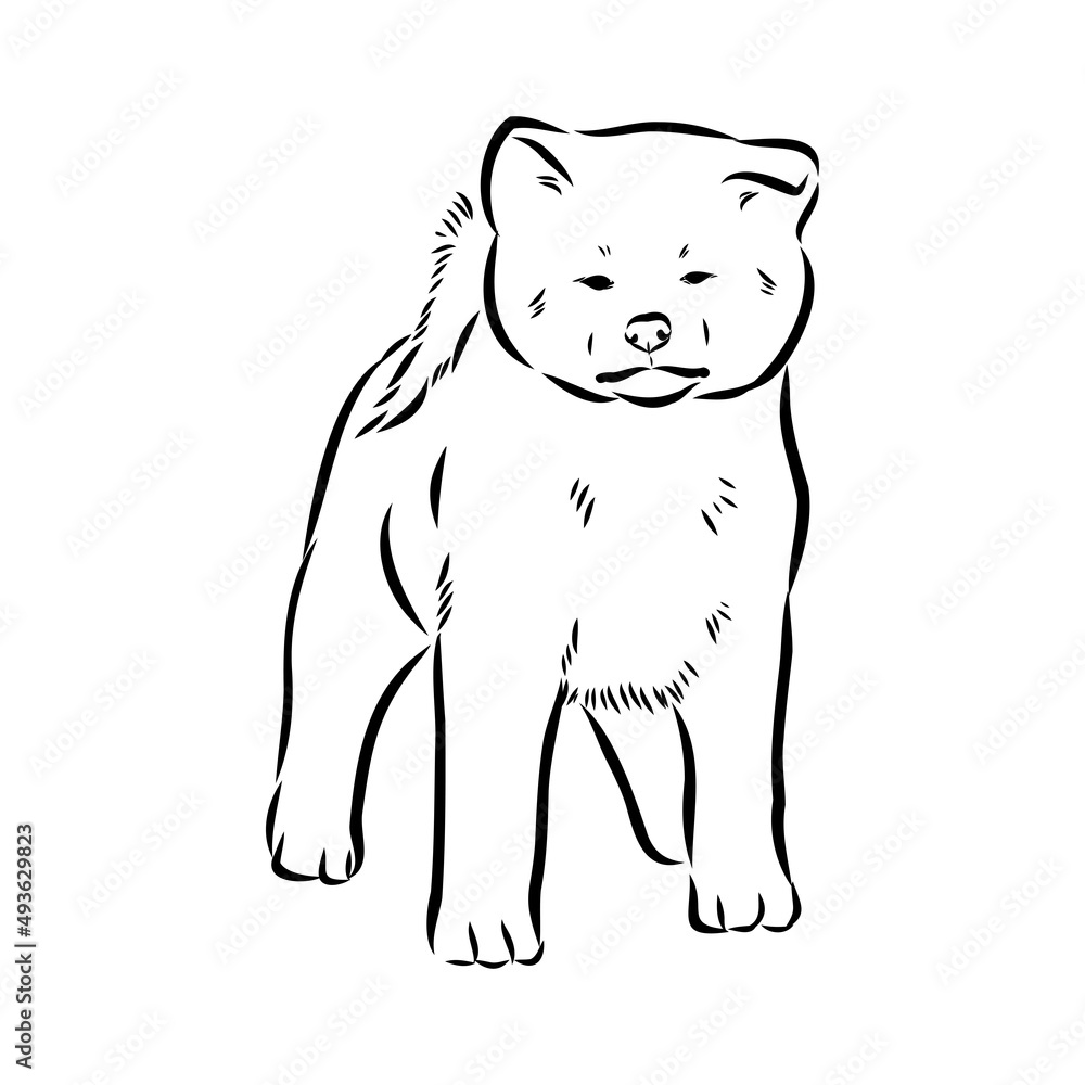 Obraz premium Akita dog face - isolated vector illustration akita inu dog vector