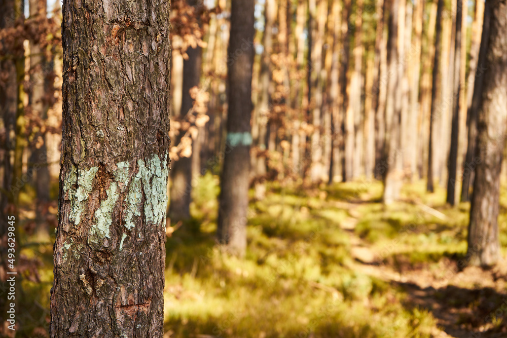 Naklejka premium leśna ścieżka