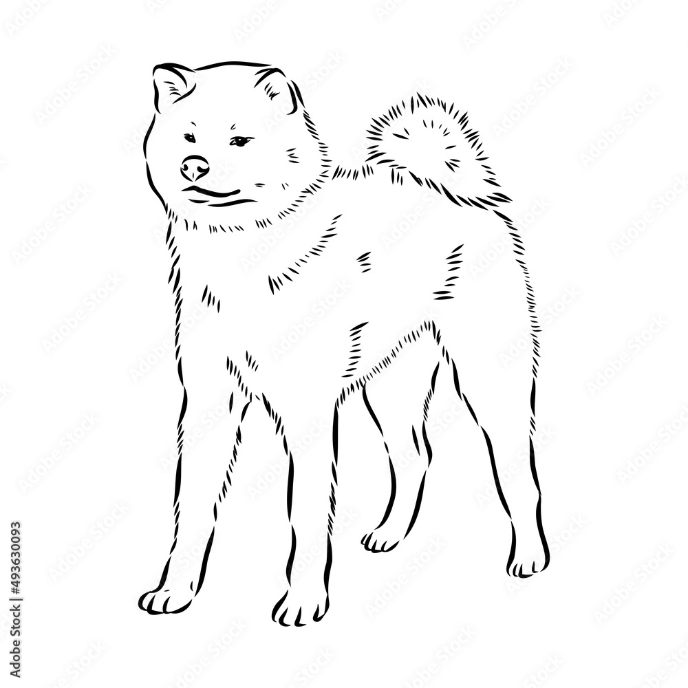 Obraz premium Akita dog face - isolated vector illustration akita inu dog vector