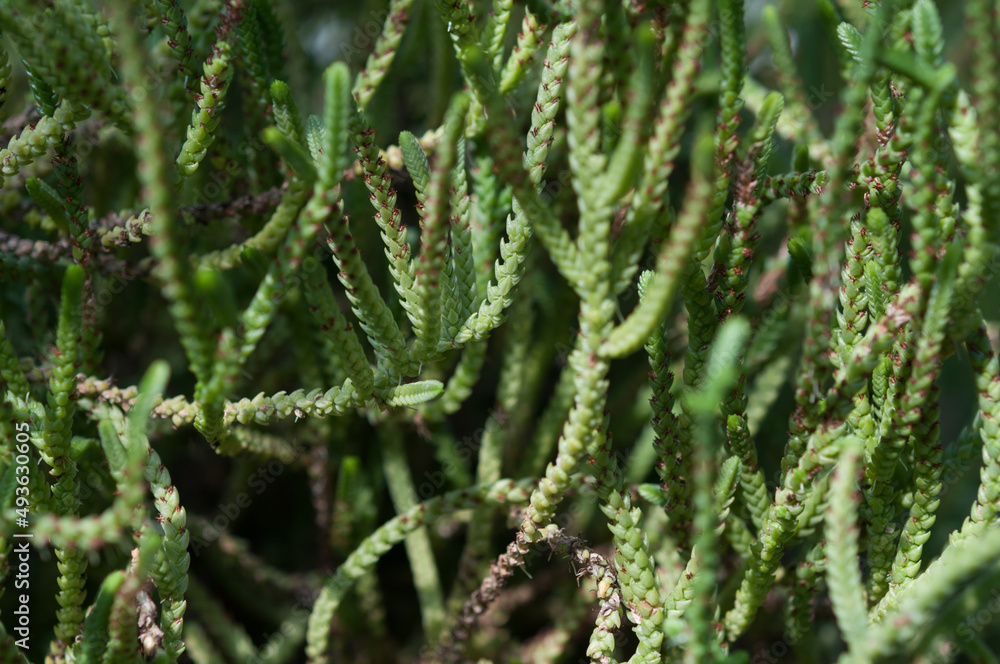 plant at the conservatory (succulent or cactus) with long braided stems plant at the conservatory (succulent or cactus) with long braided stems