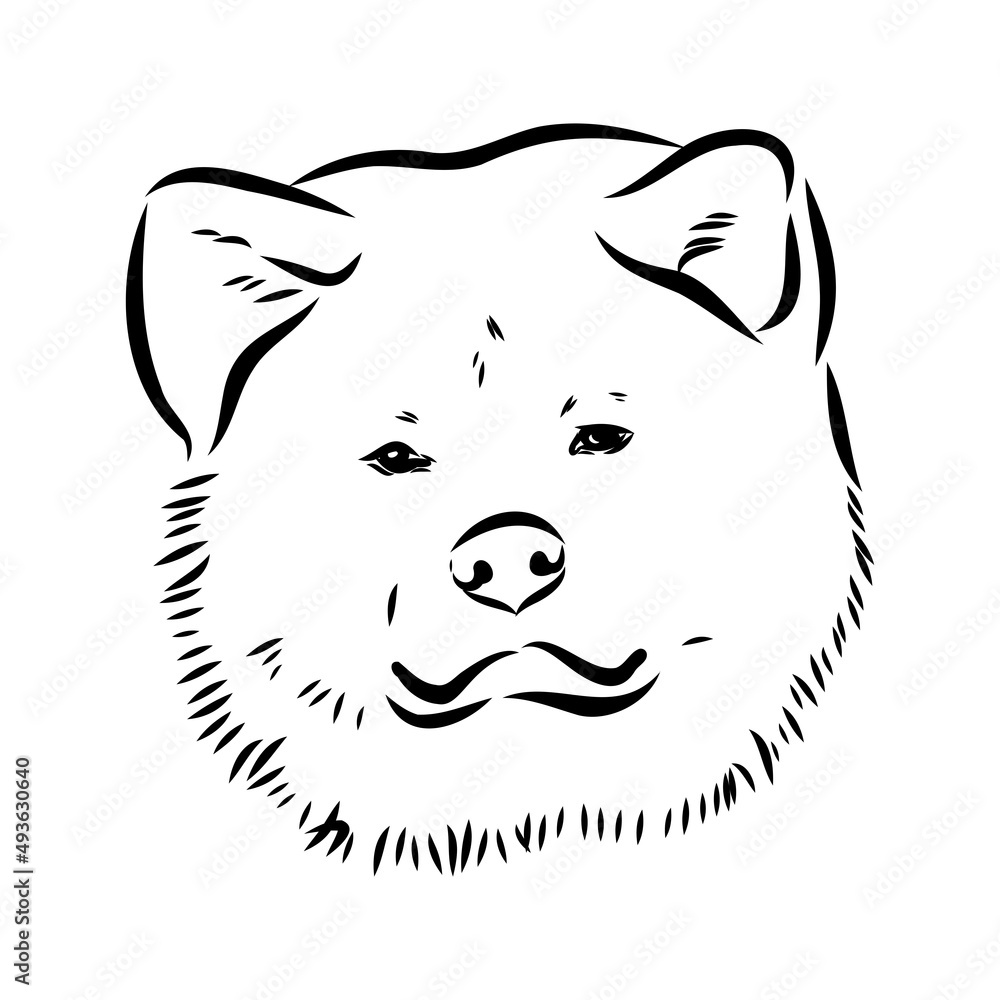 Akita dog face - isolated vector illustration akita inu dog vector Akita dog face - isolated vector illustration akita inu dog vector