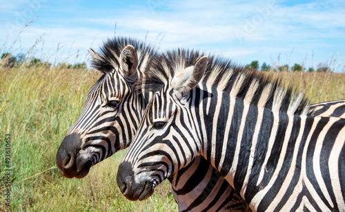 Two zebras  photographed in the Rietvlei Nature Reserve  Gauteng  South Africa.