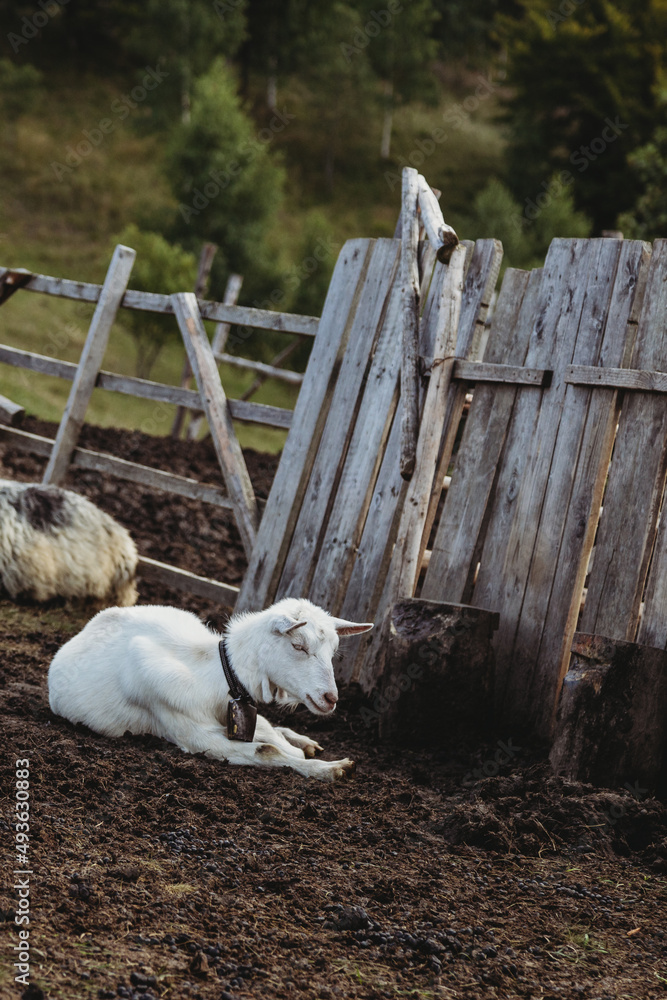 Obraz premium Portrait of a goat