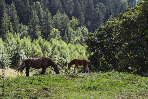 Brown foal with his mother horse at the pasture