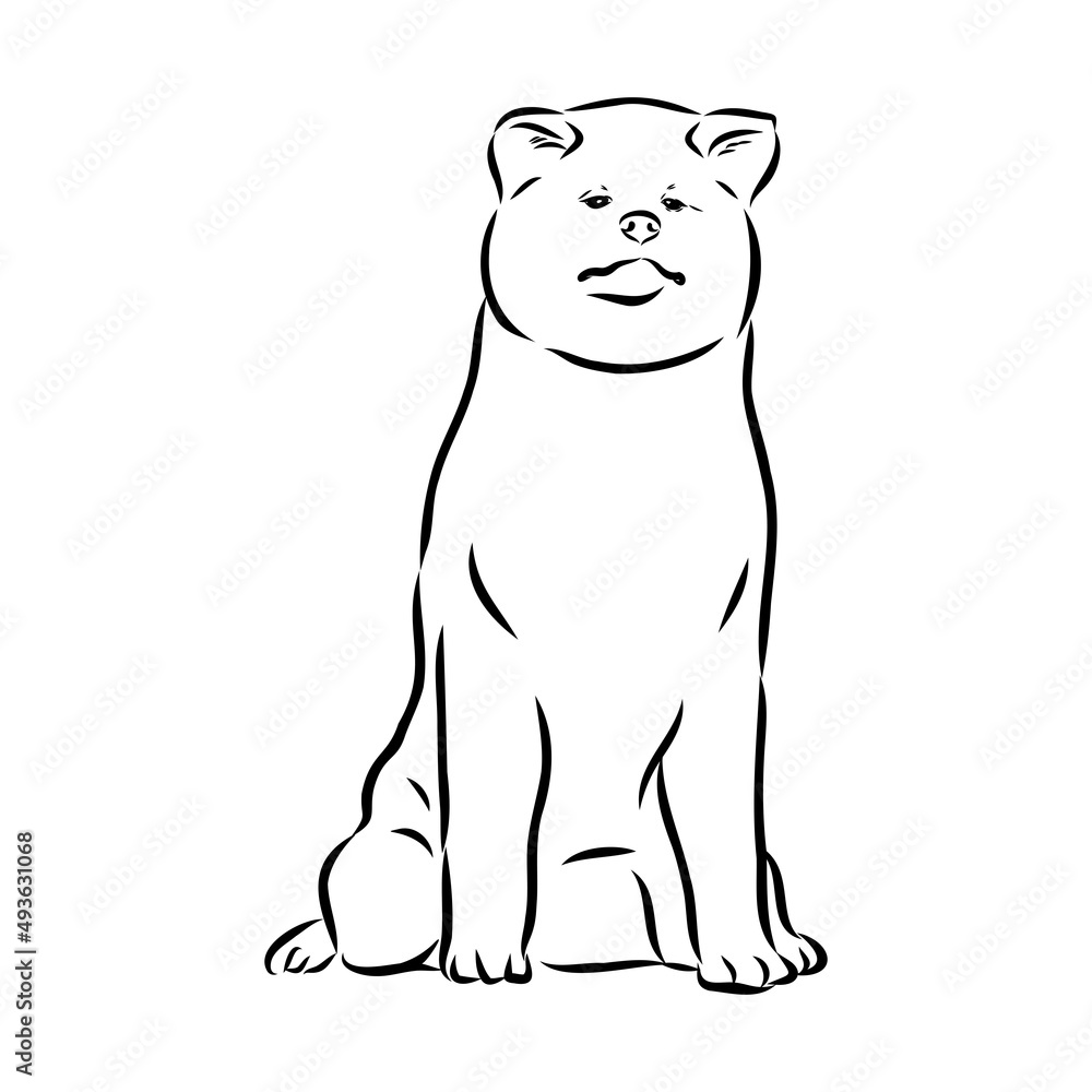 Akita dog face - isolated vector illustration akita inu dog vector Akita dog face - isolated vector illustration akita inu dog vector