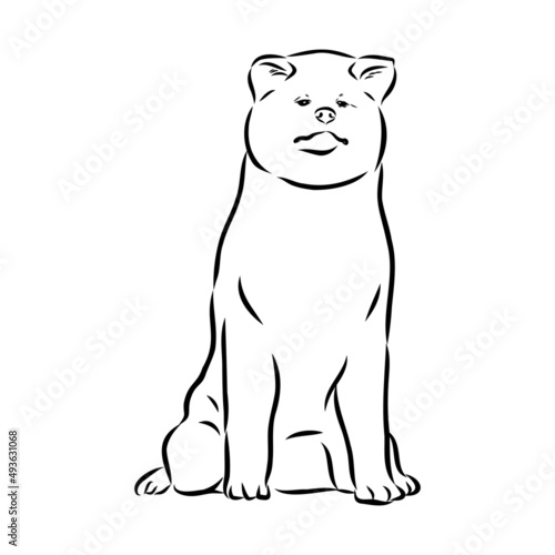 Akita dog face - isolated vector illustration akita inu dog vector © Elala 9161