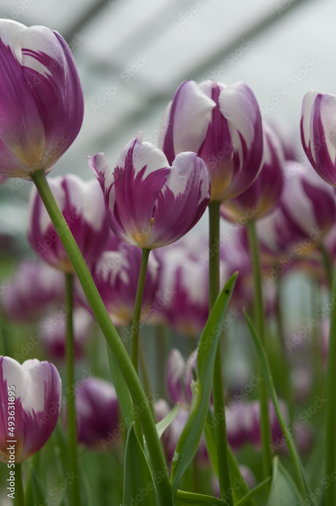 low angle view of tulips at a conservatory