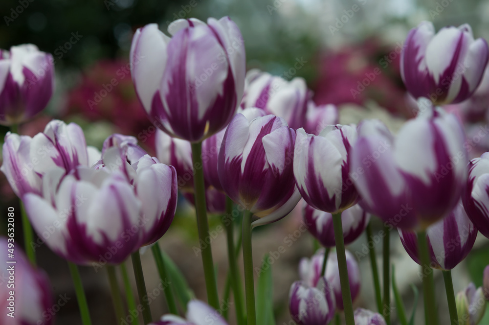 Fototapeta premium low key violet and white tulips with pattern close up