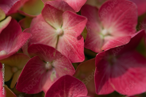 pink hydrangea blossoms up close