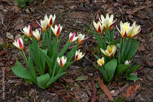 Tulipa Kaufmanniana Hybride photo