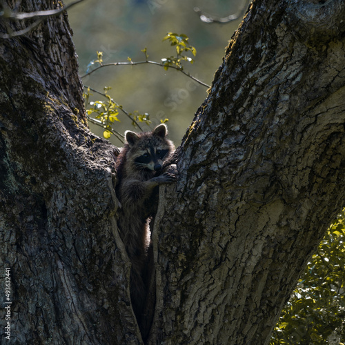 Waschbär