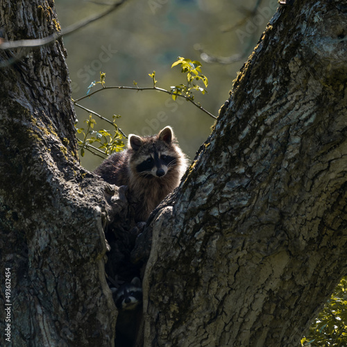 Waschbär