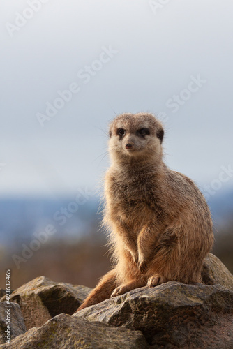 Erdmännchen