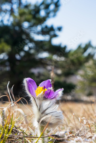 Image of spring mountain flowers. Buttercup. Anemone. pasque-flower.  Listed in the Red Book. photo