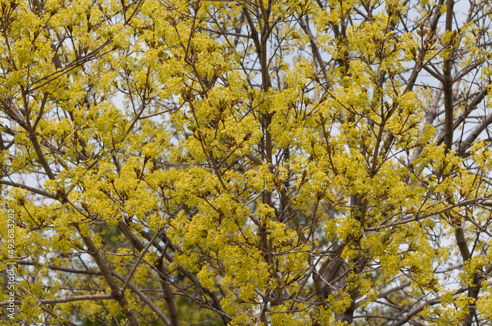 field of maple leaf blossoms field of maple leaf blossoms