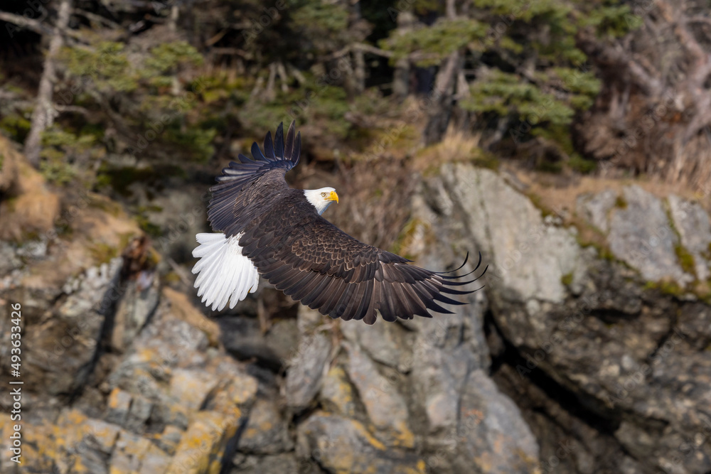 Obraz premium American bald eagle (Haliaeetus leucocephalus) in the Kachemak Bay area of the Kenia Peninsula Alaska USA 