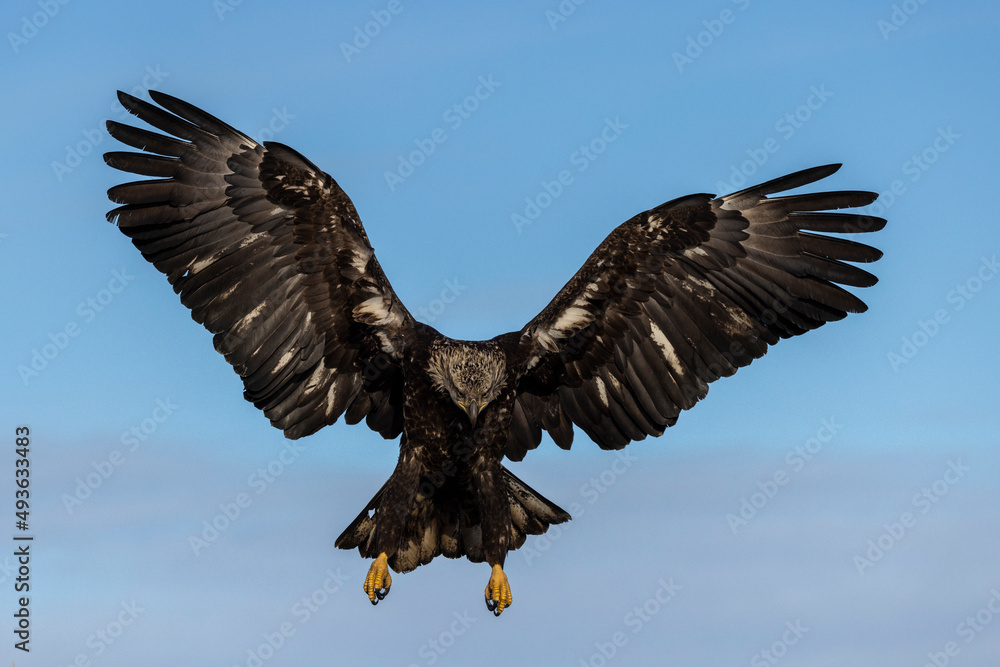 Obraz premium Juvenile American bald eagle (Haliaeetus leucocephalus) in the Kachemak Bay area of the Kenia Peninsula Alaska USA 
