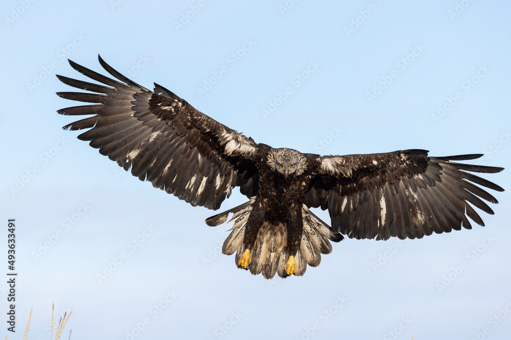 Obraz premium Juvenile American bald eagle (Haliaeetus leucocephalus) in the Kachemak Bay area of the Kenia Peninsula Alaska USA 