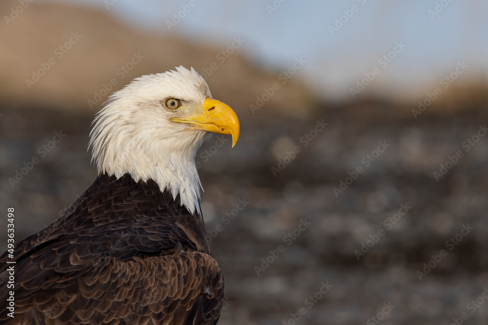 American bald eagle (Haliaeetus leucocephalus) in the Kachemak Bay area of the Kenia Peninsula Alaska USA American bald eagle (Haliaeetus leucocephalus) in the Kachemak Bay area of the Kenia Peninsula Alaska USA