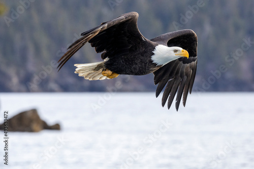 American bald eagle (Haliaeetus leucocephalus) in the Kachemak Bay area of the Kenia Peninsula Alaska USA  photo