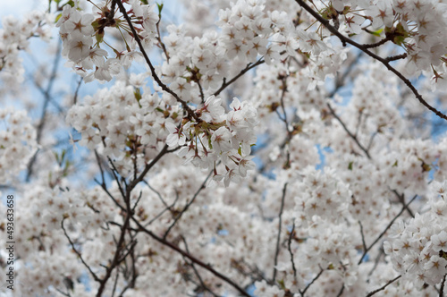 field of white blossoms © eugen