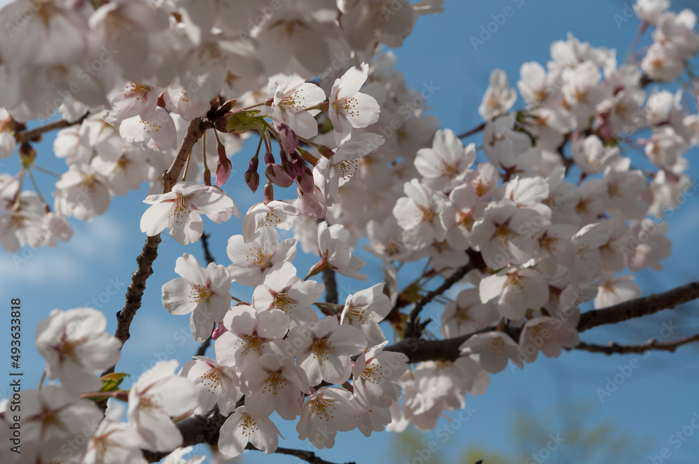 blossoms of a flowering tree in spring blossoms of a flowering tree in spring
