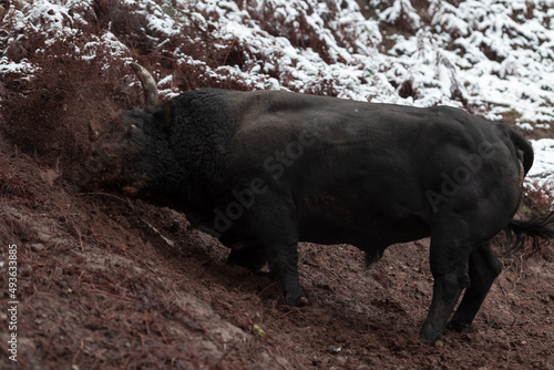 A big black bull stabs its horns into the snowy ground and trains to fight in the arena. The concept of bullfighting. Selective focus 