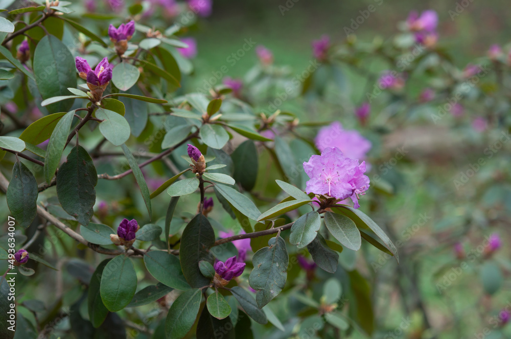 pink flowers (rhododendron) on a cloudy day in the park pink flowers (rhododendron) on a cloudy day in the park