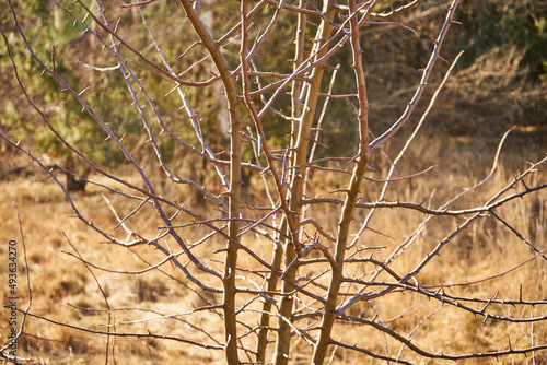 drzewo na łące ,śliwa, Prunus L