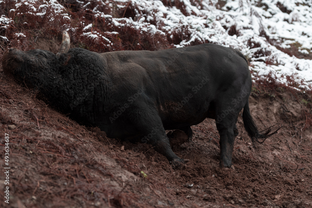 A big black bull stabs its horns into the snowy ground and trains to fight in the arena. The concept of bullfighting. Selective focus A big black bull stabs its horns into the snowy ground and trains to fight in the arena. The concept of bullfighting. Selective focus