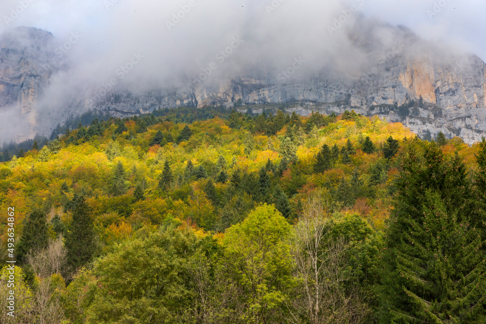 Fototapeta premium Forest at Cirque de Saint Meme. Savoy France.